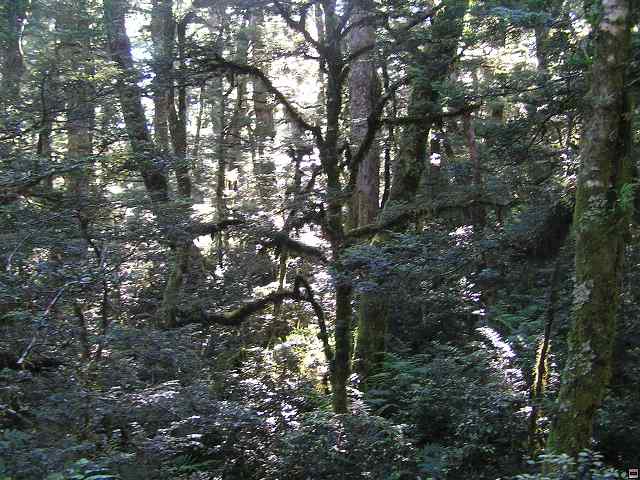 NZ leden-unor 2006 281.jpg